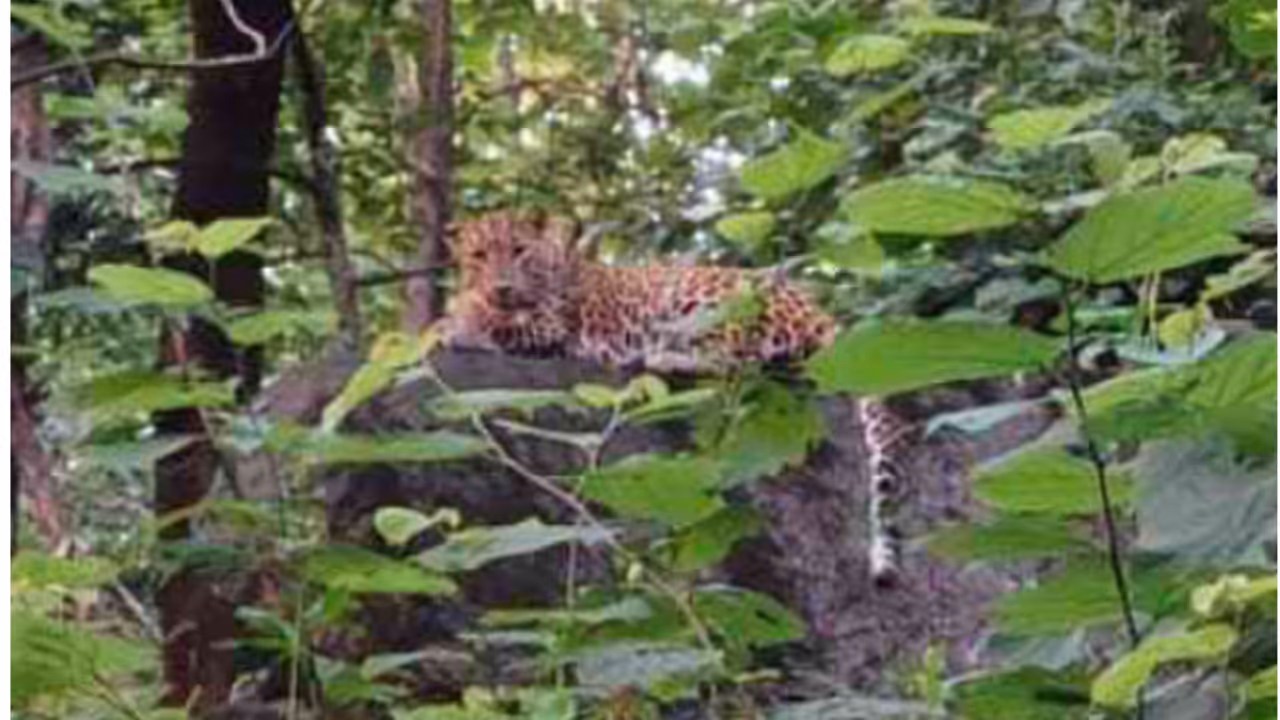 leopard leopard