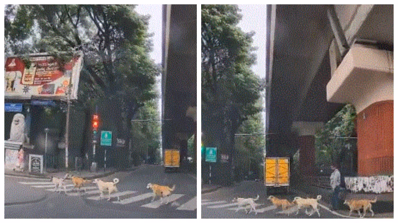 Dogesh using the Zebra crossing Dogesh using the Zebra crossing