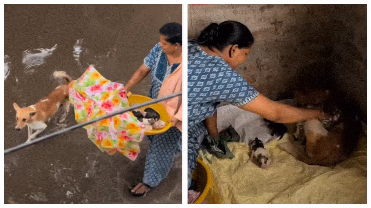 home for stray dog home for stray dog