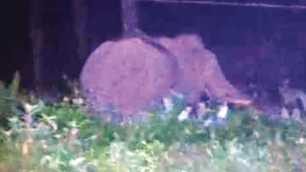 malappuram wild elephant malappuram wild elephant