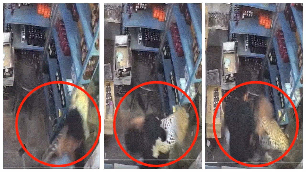 Tiger rushes into liquor shop Tiger rushes into liquor shop
