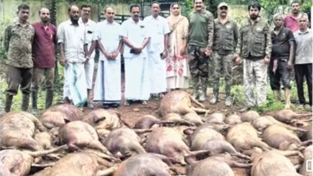 Wild boar killed Wild boar killed