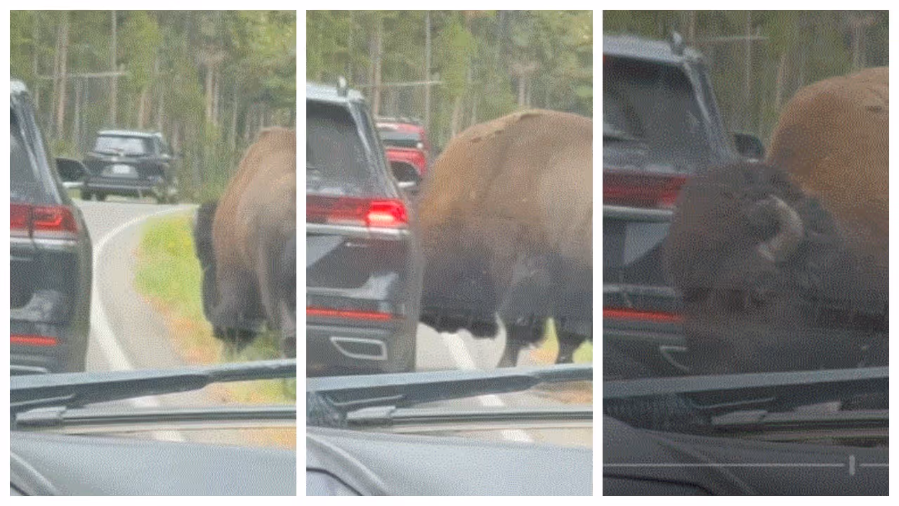 bull bison at Yellowstone National Park bull bison at Yellowstone National Park