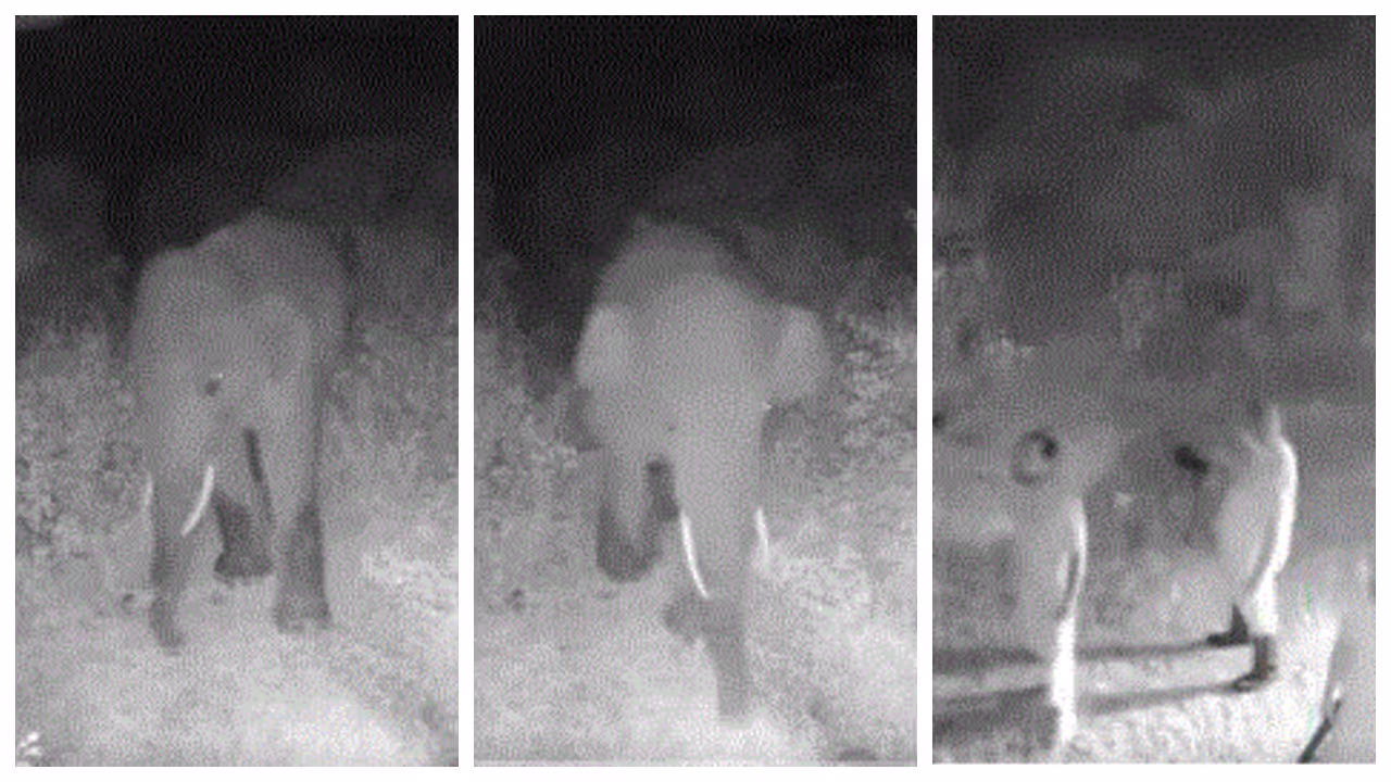 Human wild Elephant Conflict Human wild Elephant Conflict