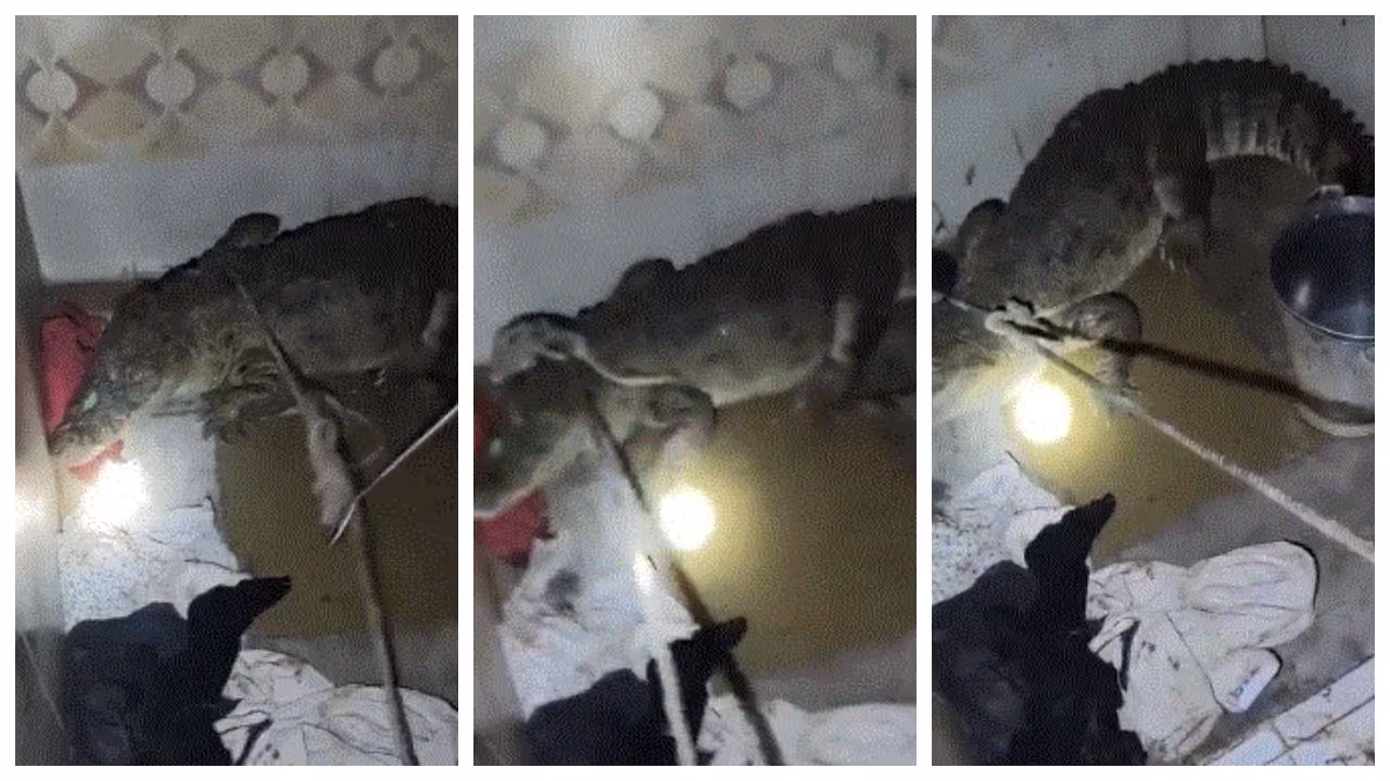 Crocodile in Bathroom Crocodile in Bathroom