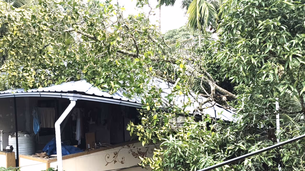 kerala rain haripad tree fell kerala rain haripad tree fell