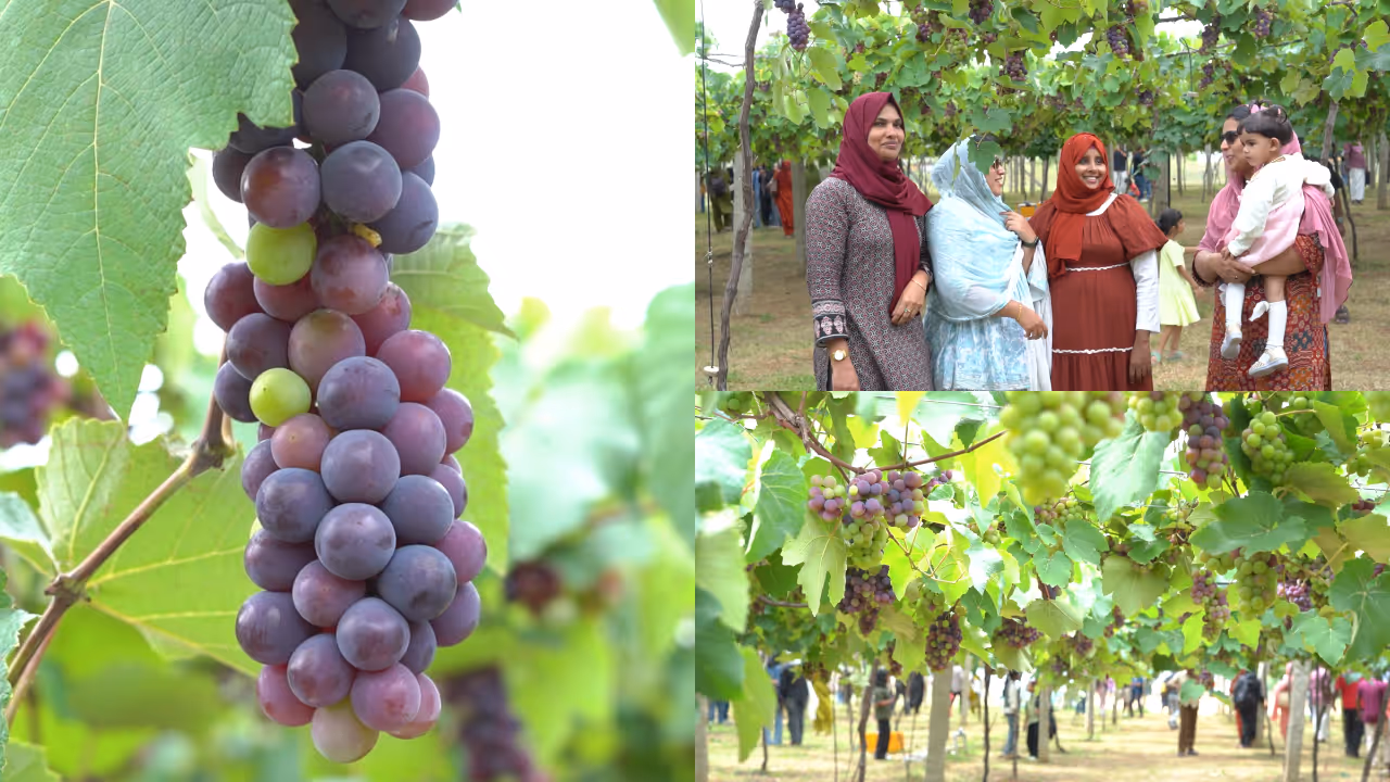 grape farm gundlupet grape farm gundlupet