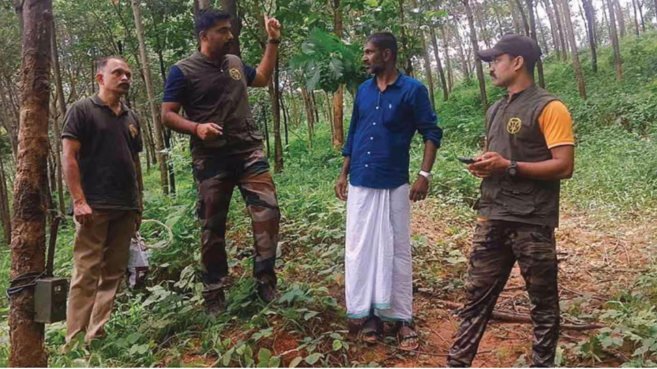karuvarakundu kerala estate tiger karuvarakundu kerala estate tiger