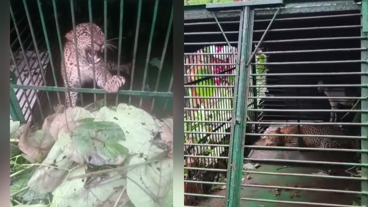 kollam pathanapuram leopard kollam pathanapuram leopard