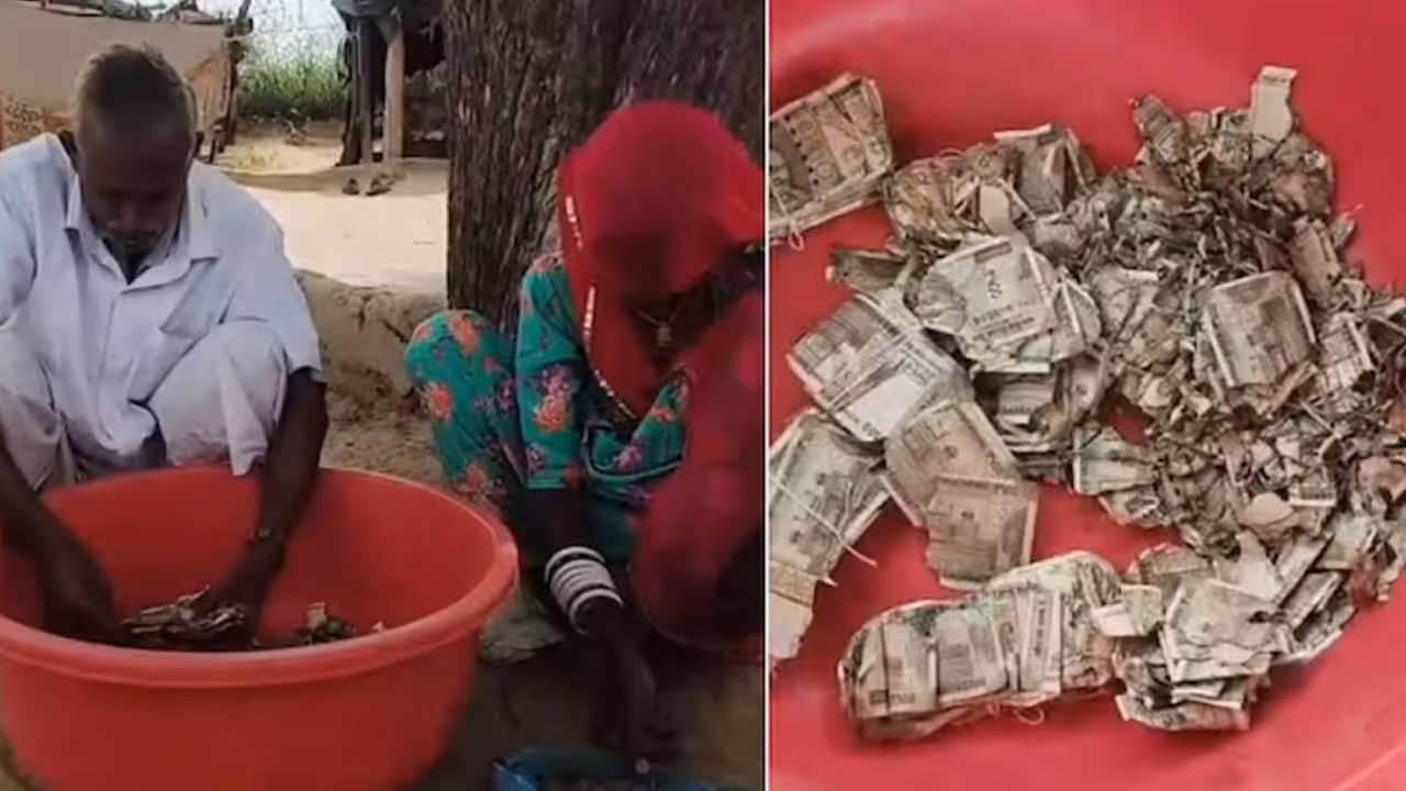 Rajasthan farmer hides rs 5 lakh cash in field Rajasthan farmer hides rs 5 lakh cash in field