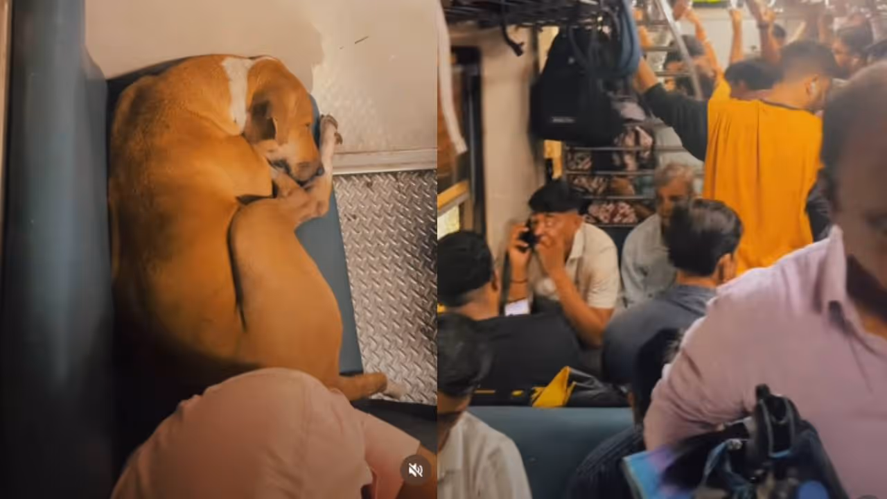viral video viral video