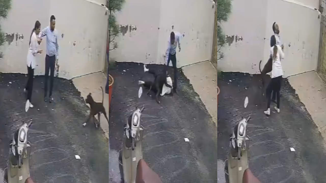 pitbull attack punjab couple pitbull attack punjab couple