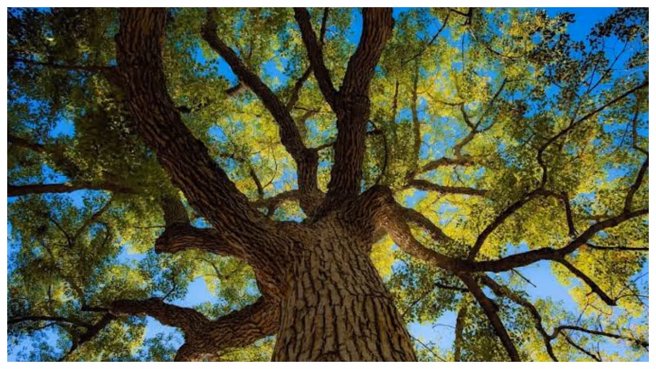 tree tree