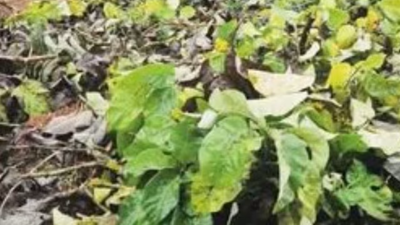 kuttiady teak wood theft kuttiady teak wood theft