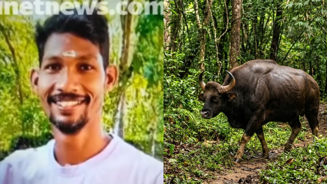 kozhikode vilangad bison attack kozhikode vilangad bison attack