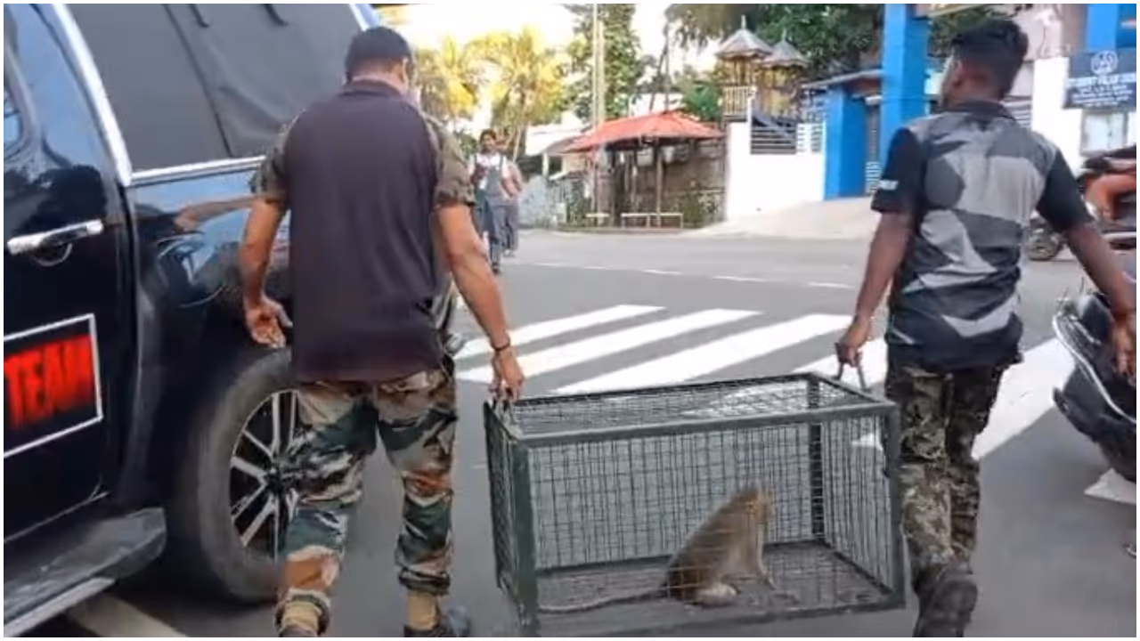 monkey monkey