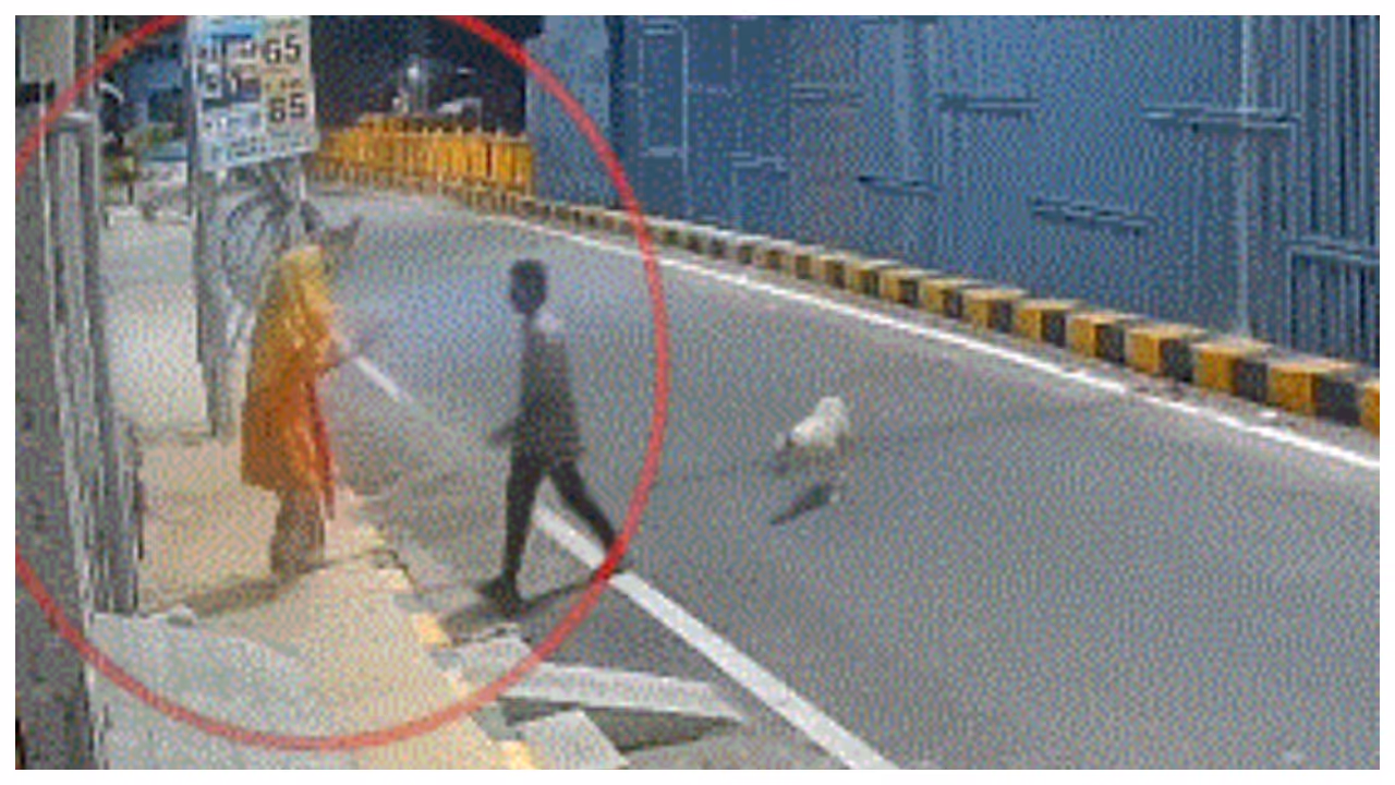 Stray dogs safe mentally ill woman Stray dogs safe mentally ill woman