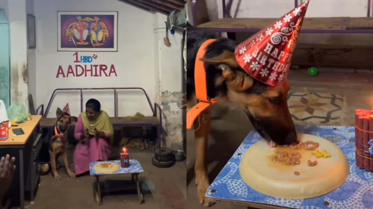 viral video viral video