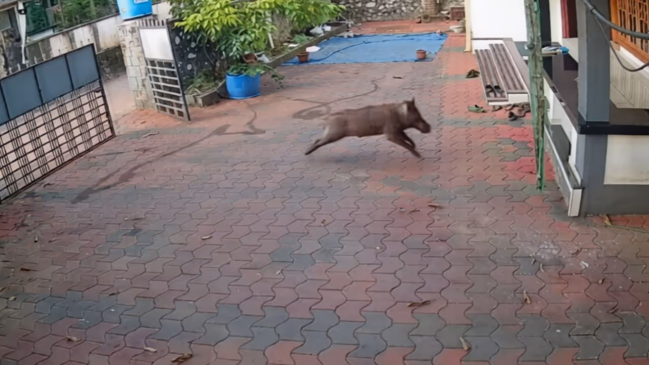kattippara wild boar attack kattippara wild boar attack