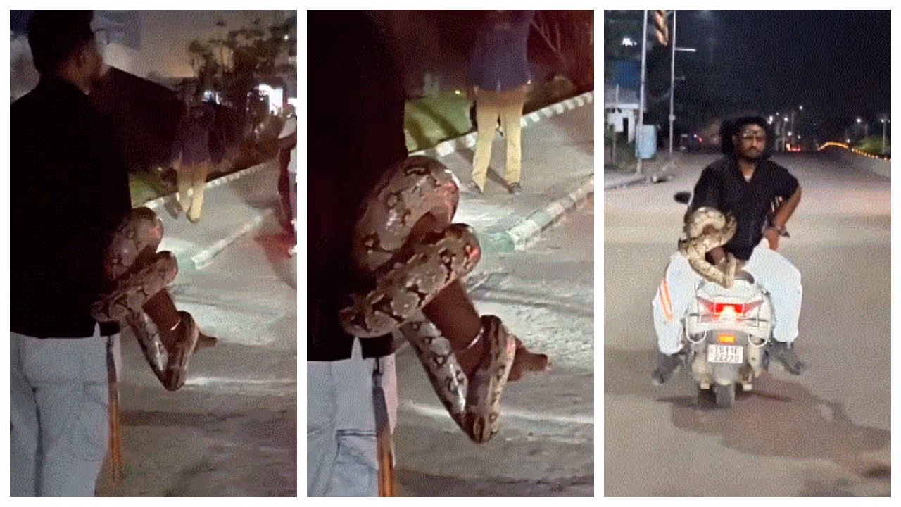 man carries large python on hand man carries large python on hand