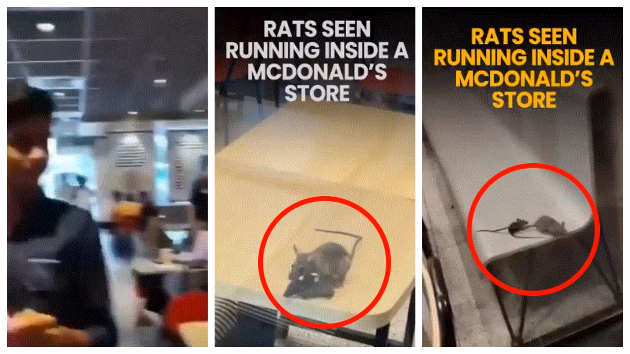 Rats at a McDonald’s outlet in Rajkot Rats at a McDonald’s outlet in Rajkot