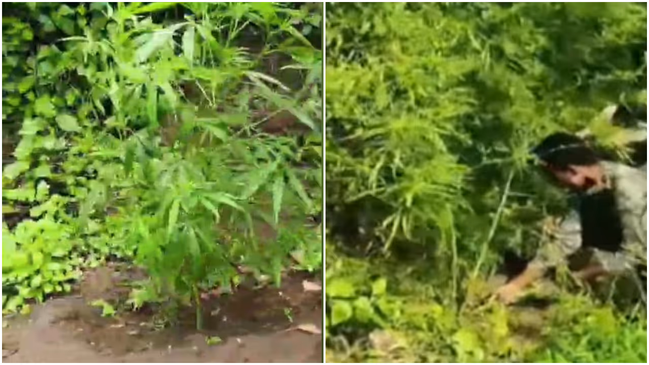 massive ganja bust in Attappadi massive ganja bust in Attappadi