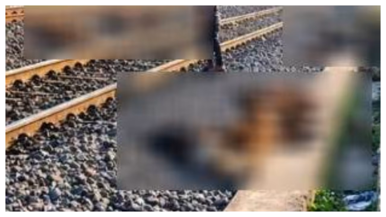 sheep died after hitting train sheep died after hitting train