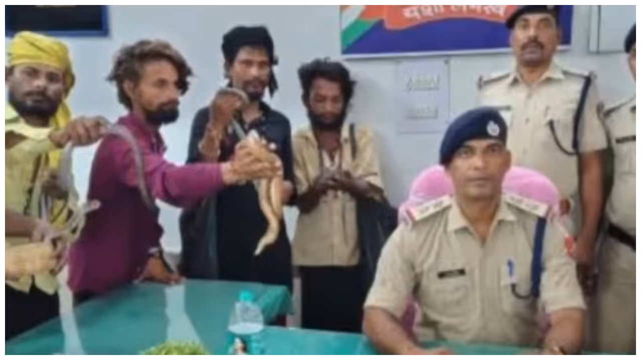 Train Snake Gang Arrest Train Snake Gang Arrest