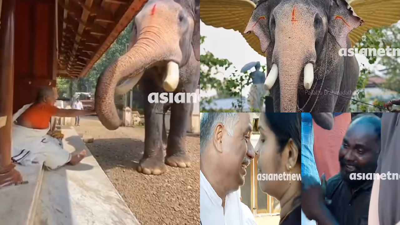 pallattu brahmadathan elephant pallattu brahmadathan elephant