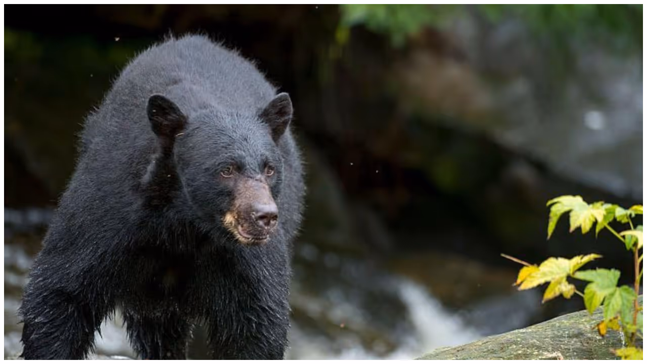 Valparai Bear Attack Valparai Bear Attack