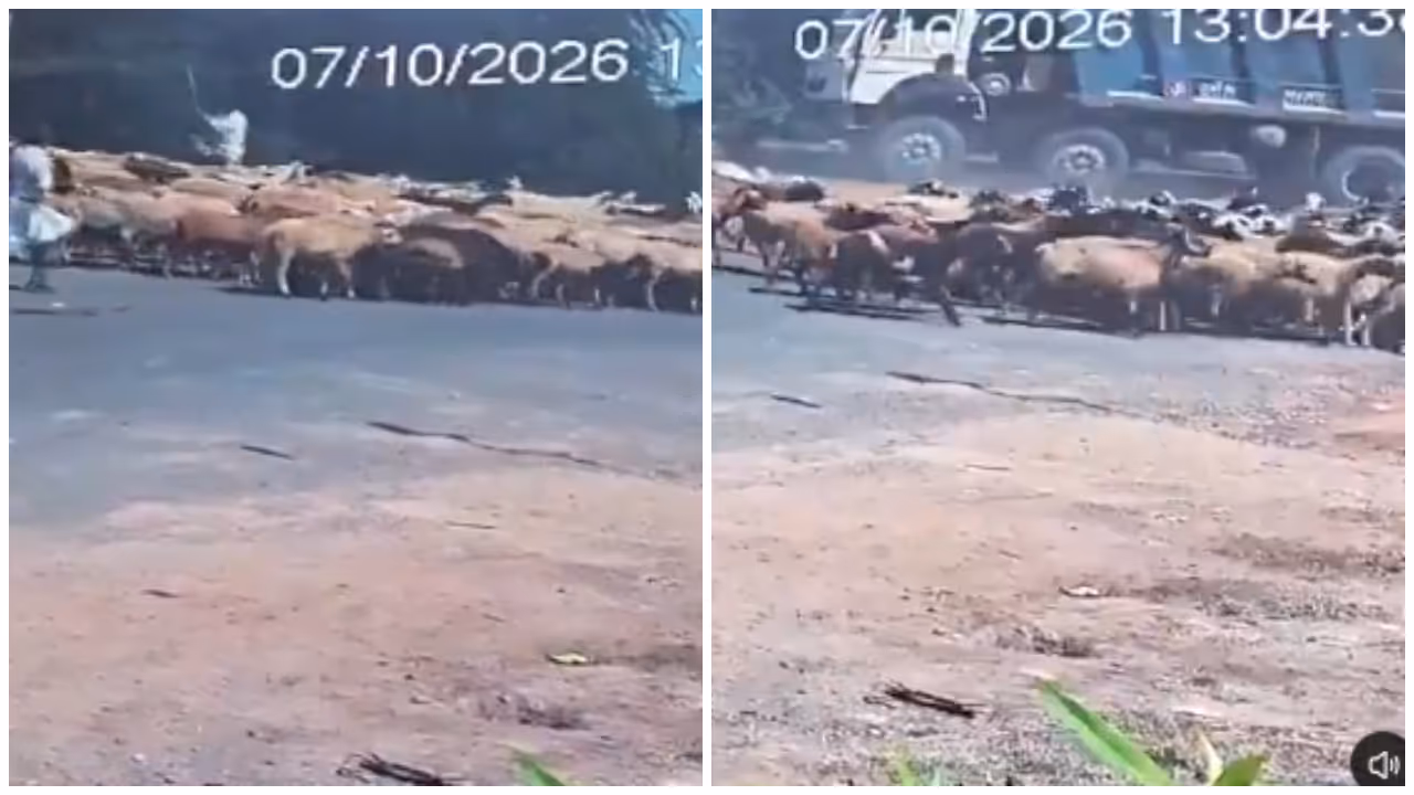 Goat and Sheep Truck Accident Goat and Sheep Truck Accident