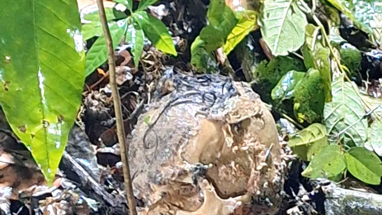 human skull found human skull found