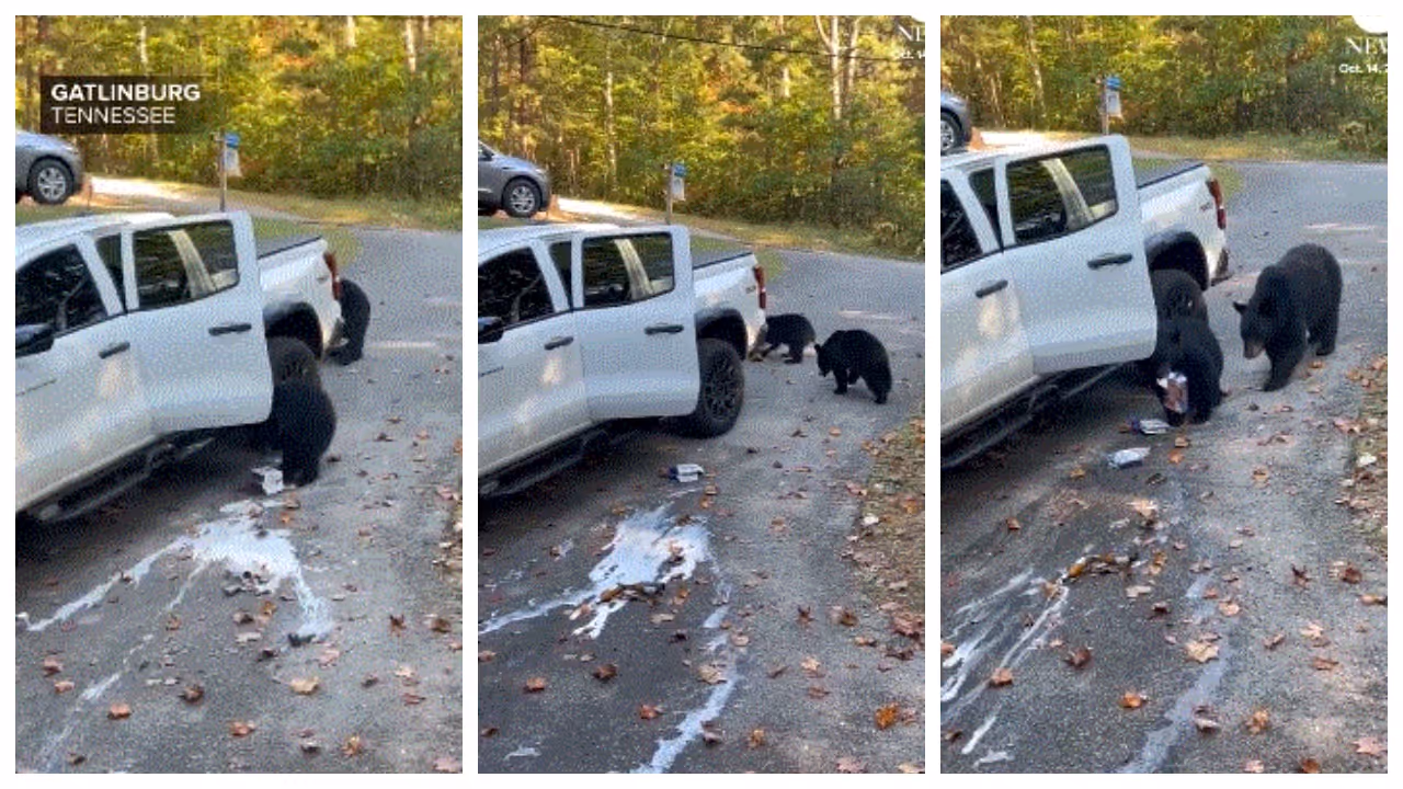 Bears Steal Six Pack Of Beer and Snacks Bears Steal Six Pack Of Beer and Snacks
