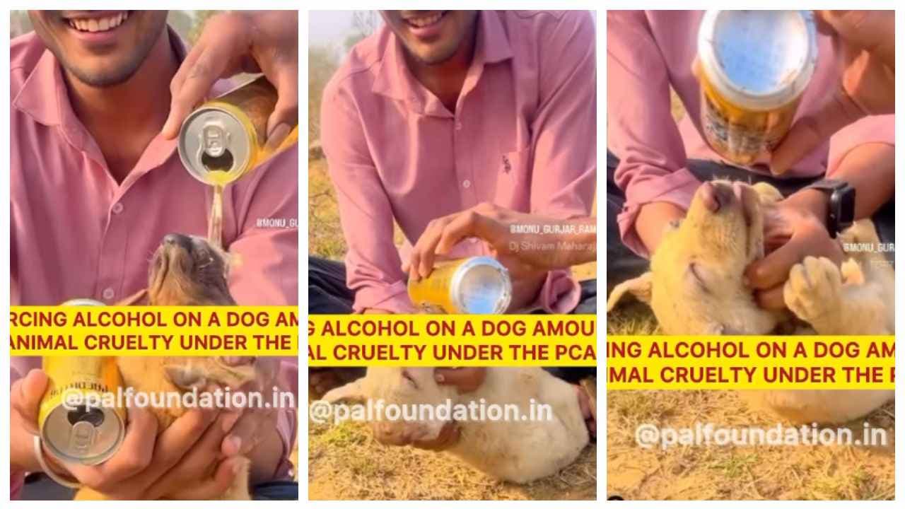 youths who forced the puppy to drink alcohol youths who forced the puppy to drink alcohol