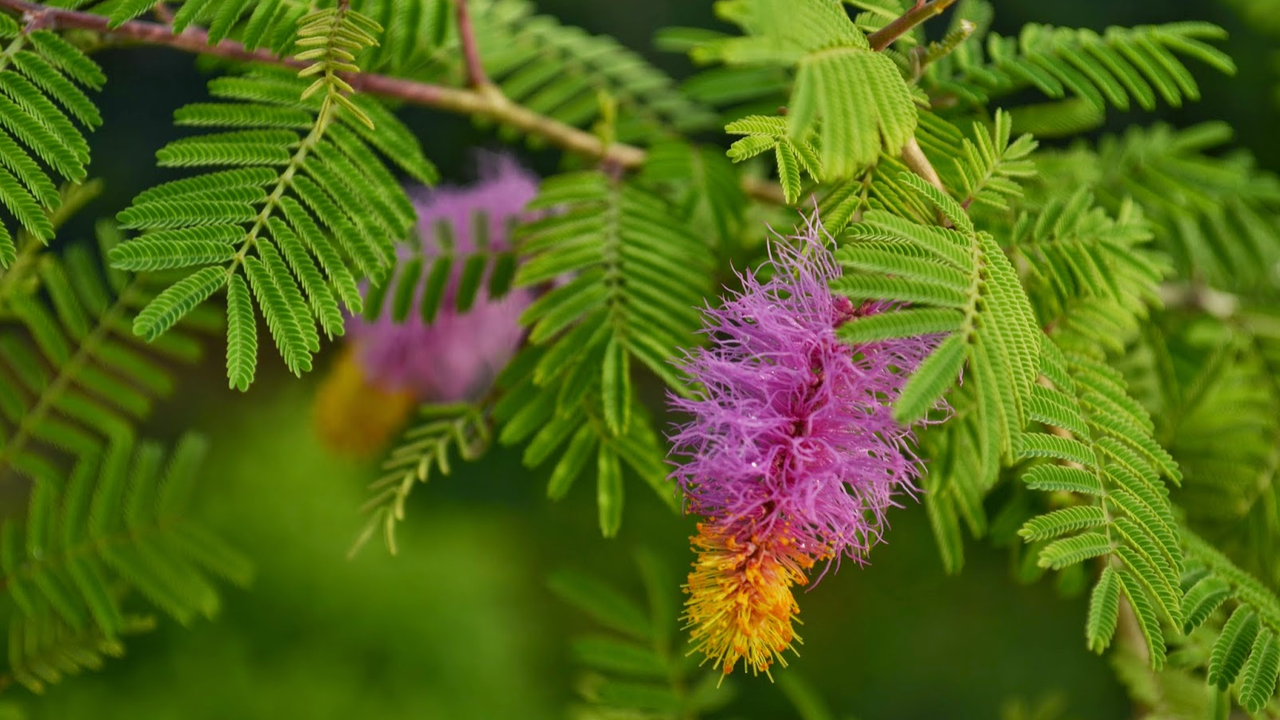 Shami Pujan Shami Pujan