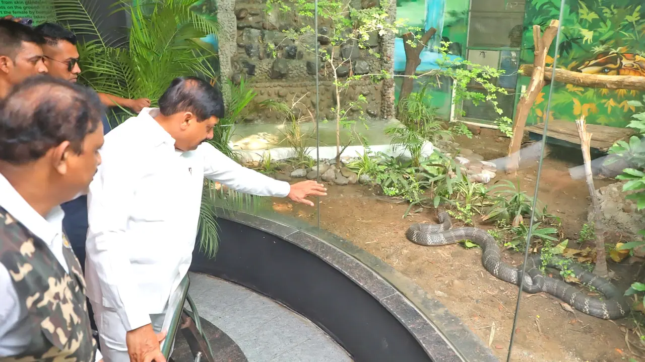 Mohan Yadav gifted a male king cobra to Kamla Nehru Zoological Museum Mohan Yadav gifted a male king cobra to Kamla Nehru Zoological Museum