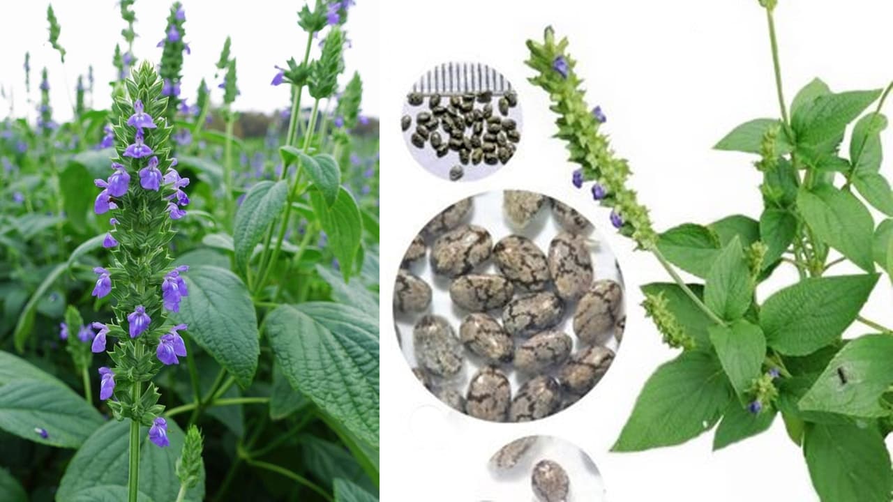 How to grow chia Plant in Balcony Garden How to grow chia Plant in Balcony Garden