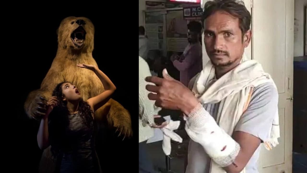 mysterious animal attack mysterious animal attack