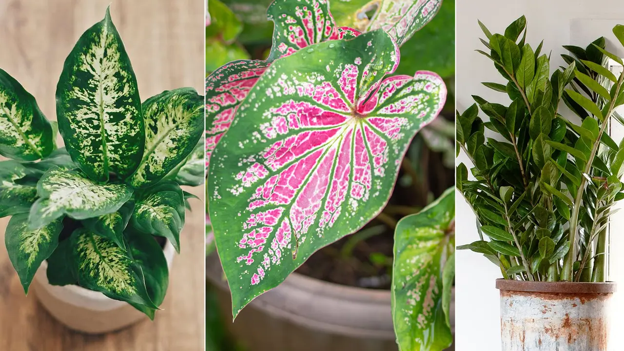 Indoor Plant Toxic Indoor Plant Toxic