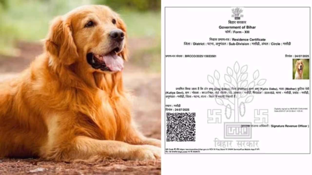 Dog Babu Certificate Case Dog Babu Certificate Case