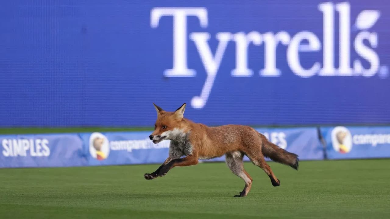 Fox At Lords Cricket Ground