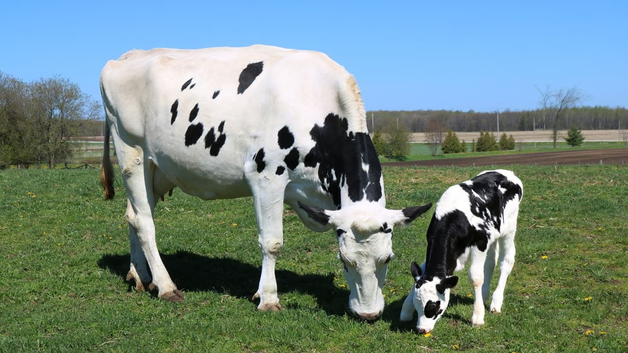 Cow