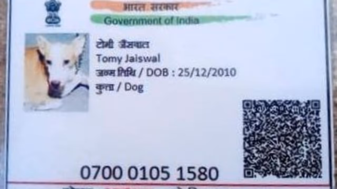 Gwalior Dog Aadhaar Card Viral News