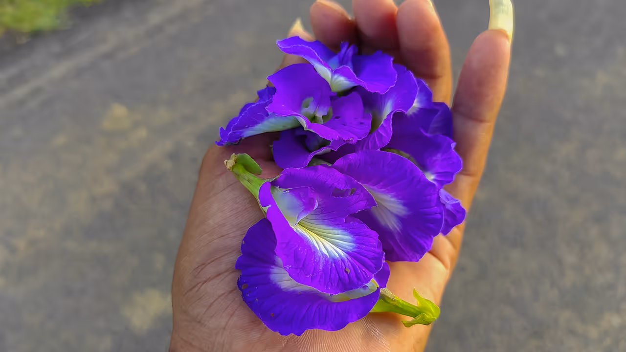 Aparajita Flower Benefits Aparajita Flower Benefits