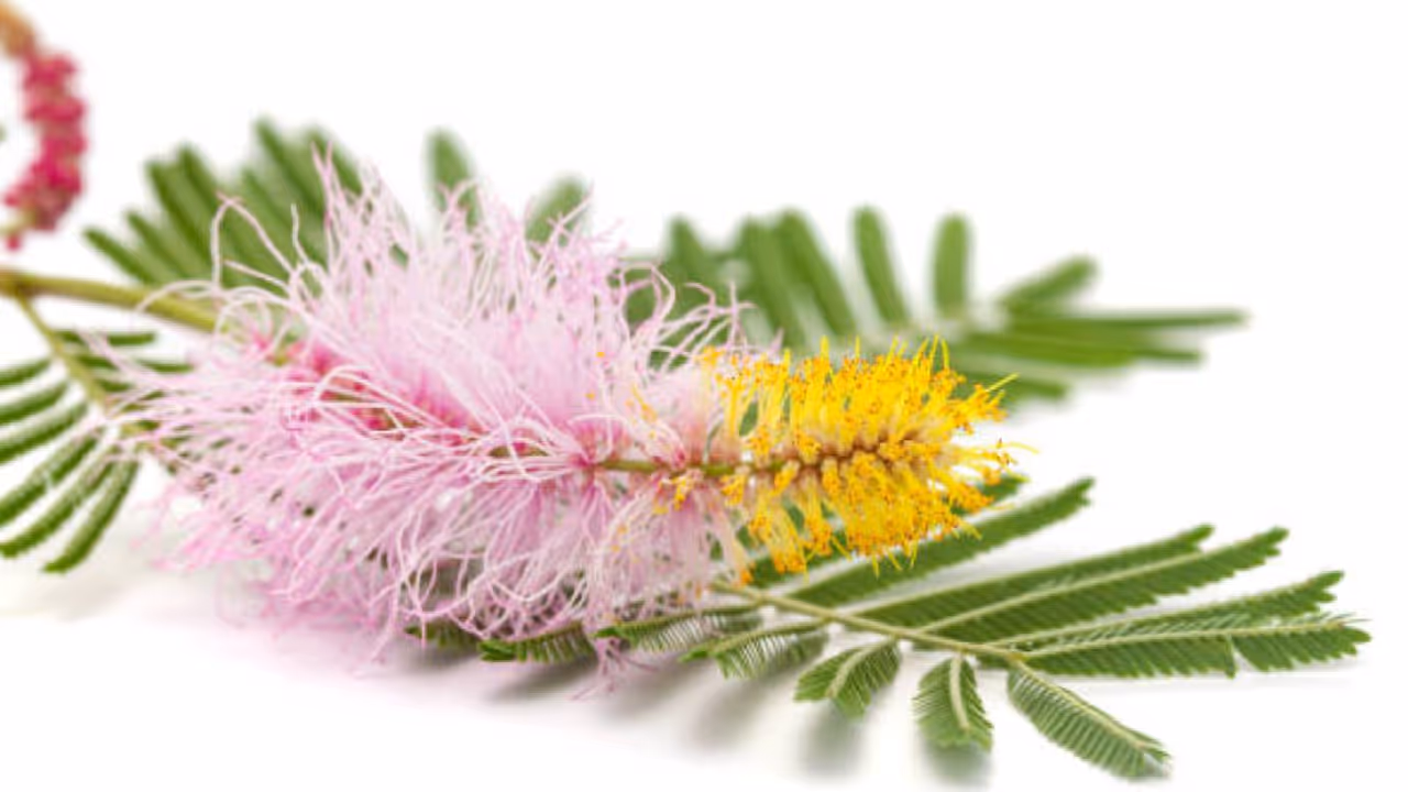 Shami plant vastu tips