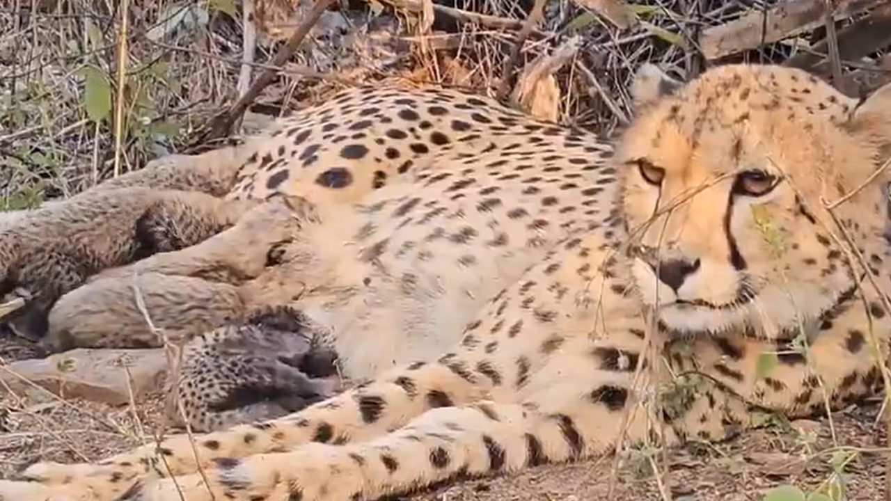 Kuno National Park Indian born cheetah Mukhi gave birth to cubs CM Mohan Yadav Kuno National Park Indian born cheetah Mukhi gave birth to cubs CM Mohan Yadav