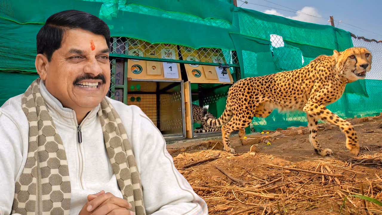 International Cheetah Day CM Mohan Yadav