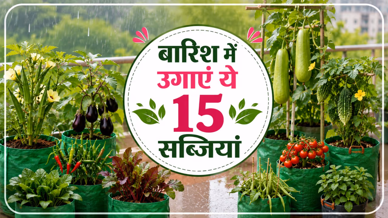 balcony vegetable gardening balcony vegetable gardening