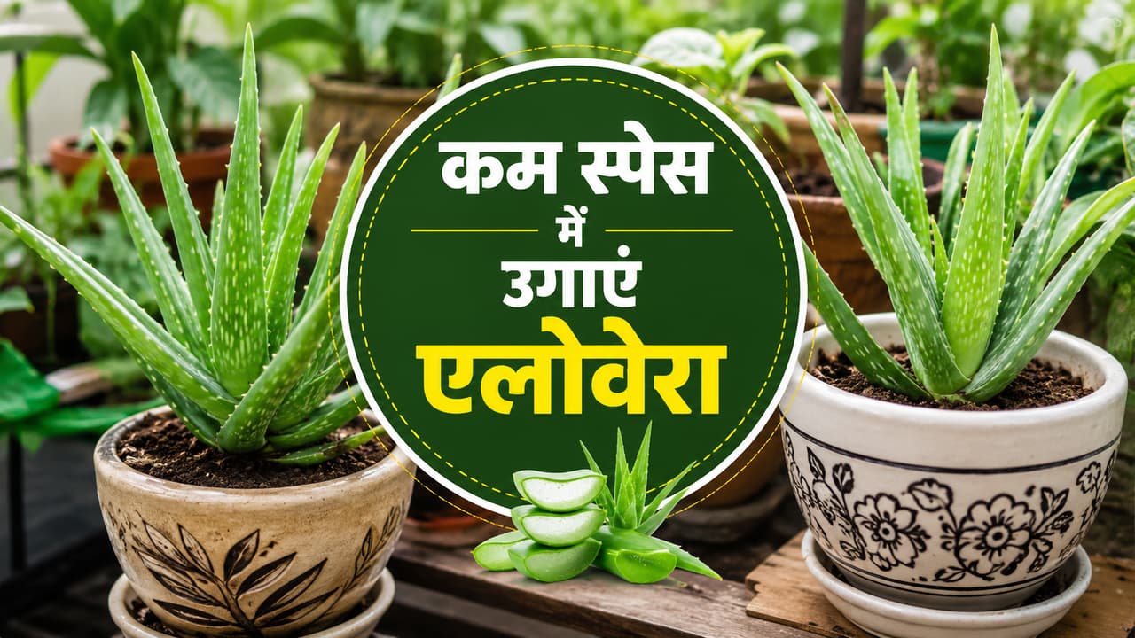Gardening Tips Gardening Tips
