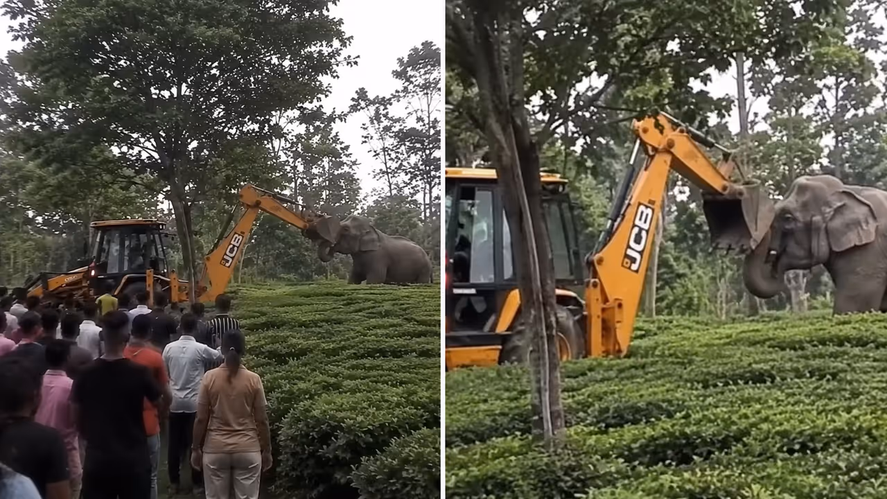 Elephant Elephant